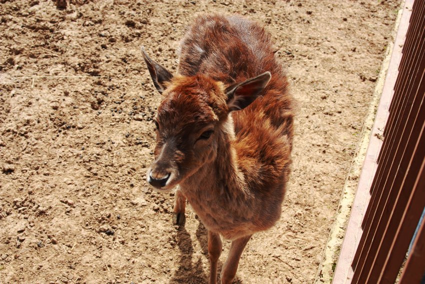 Фото достопримечательностей Москвы и Подмосковья: В зоопарке содержатся многие виды копытных животных