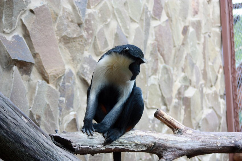 Фото достопримечательностей Москвы и Подмосковья: Одна из обезьянок, проживающих в зоопарке