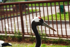 Один из пернатых представителей зоопарка (Москва и Подмосковье)