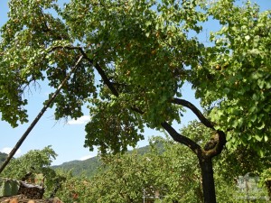 Абрикосовое дерево (Австрия)