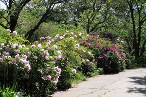 В Ботаническом саду Одесского университета им. Мечникова (Одесса и область)