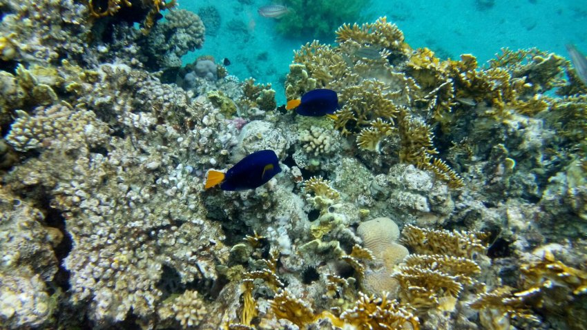 Фото достопримечательностей Таиланда: Подводный мир на Ко Тао