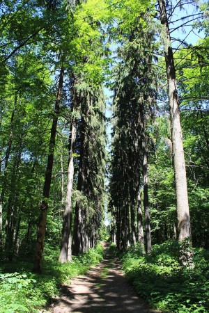 Знаменитая еловая аллея в заказнике "Рыхлевская дача" (Чернигов и область)