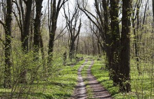 Одна из туристических тропинок (Чернигов и область)