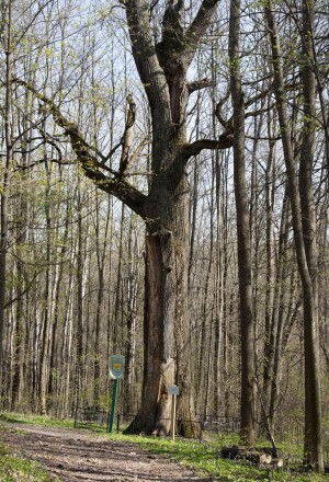 Восьмисотлетний монастырский дуб (Чернигов и область)
