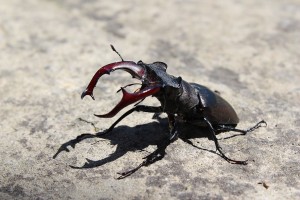 Один из обитателей Мезинского национального парка (Чернигов и область)