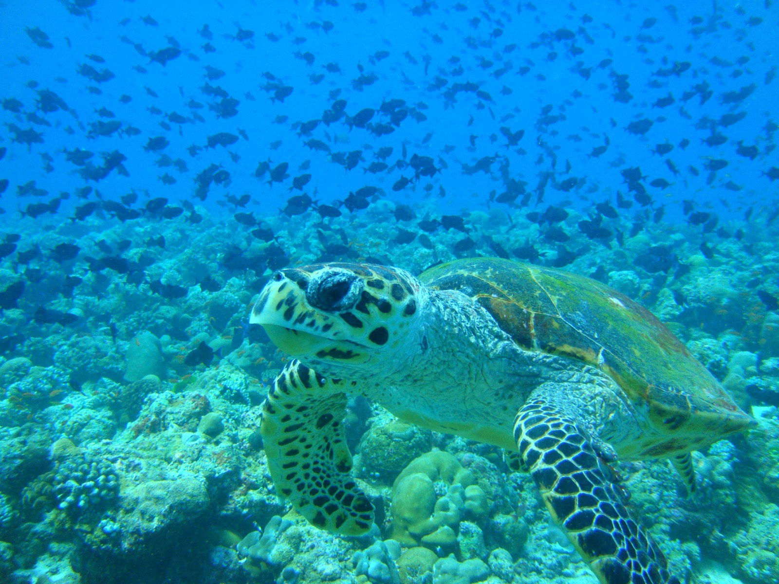 Фото достопримечательностей островов: 