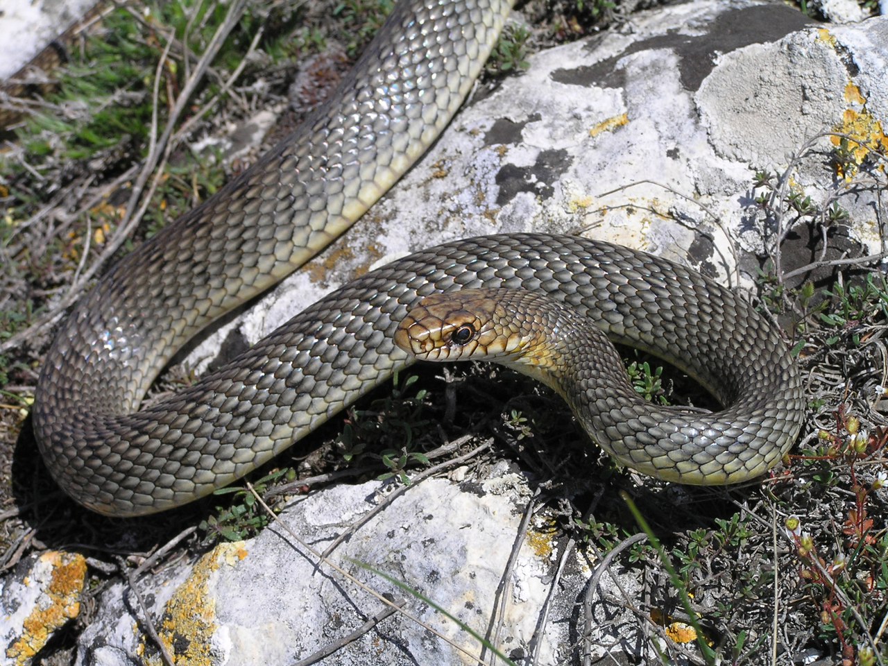 Фото достопримечательностей Крыма: Гадюка степная крымская