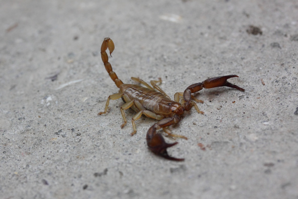 Фото достопримечательностей Крыма: Скорпион