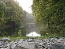 Утки и лебеди