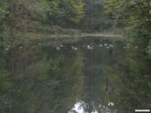 Утки спят (Белая Церковь)