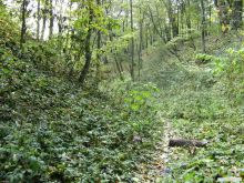  (Белая Церковь)