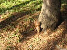 Белочка. Живая!