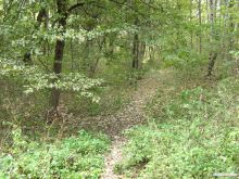  (Белая Церковь)