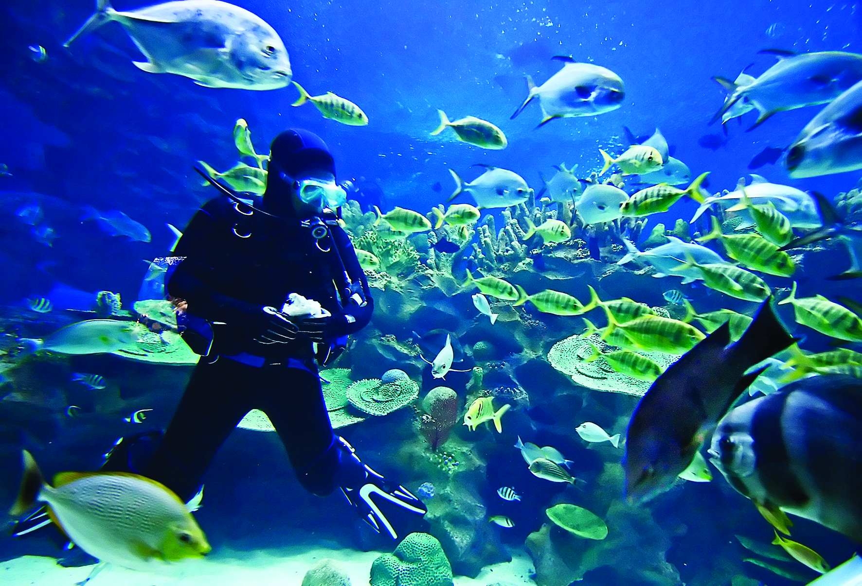 Фото достопримечательностей островов: Дайвинг-сафари