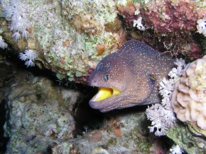 Дайвинг-сафари (Острова)