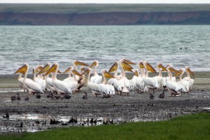  (Южный федеративный округ)