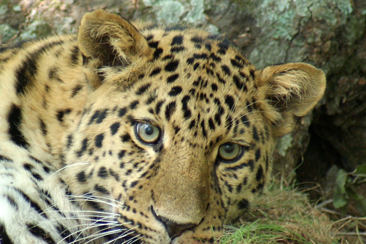 Фото достопримечательностей Дальневосточного федерального округа: 