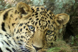  (Дальневосточный федеральный округ)