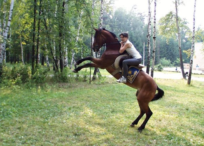 В Истринской долине пройдет День лошади 