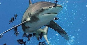 В Дубае появился необычный аттракцион – сафари с акулами