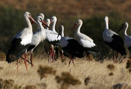 Туристов в Польшу привлекут аисты