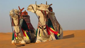 В Индии появилась услуга заказа верблюда он-лайн 