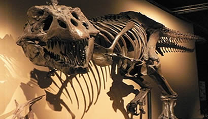 В аэропорту Турина появился скелет динозавра