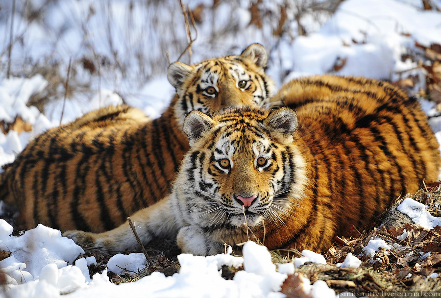 Пхукет приглашает туристов в королевство тигров