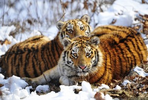 Пхукет приглашает туристов в королевство тигров