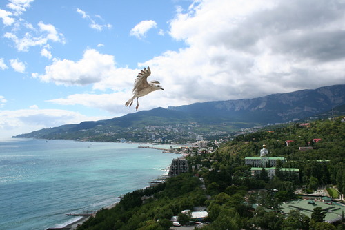 В Ялте появятся искусственные рифы