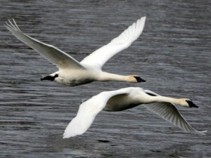 Крым популяризирует орнитологические туры 