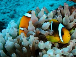 На Канарских островах проводятся пешие подводные экскурсии