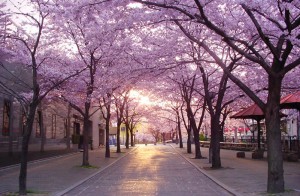 В Японии пройдет фестиваль цветения О-ханами 