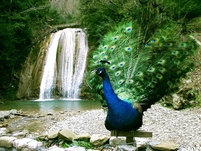 В Сочи получили подсветку «33 водопада»