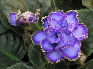 В Киеве пройдет выставка фиалок 