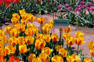 В Крыму пройдет парад тюльпанов