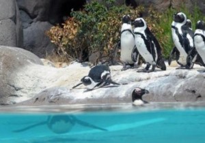 В Турине туристам предлагают поплавать с дельфинами