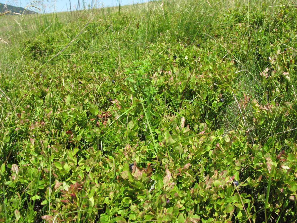 Фото 42 - Закарпатье, Полонина Боржава Боржава, 5-ти дневный поход