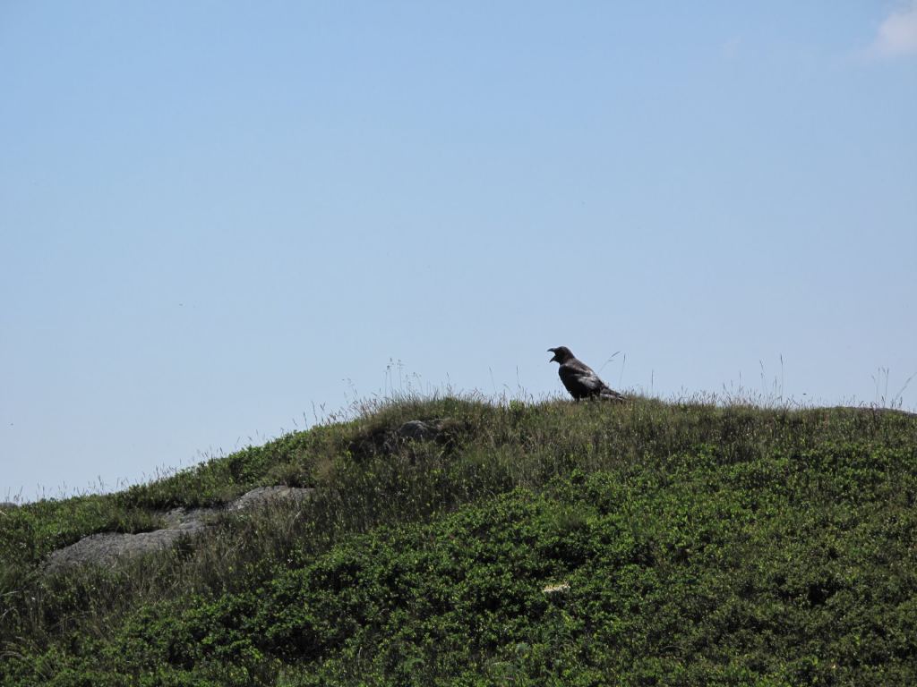 оживить сердце, - Закарпатье, Полонина Боржава Боржава, 5-ти дневный поход