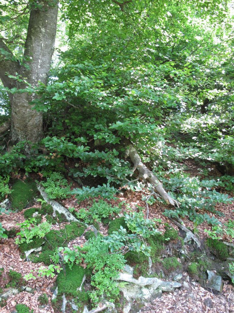 Фото 46 - Закарпатье, Полонина Боржава Боржава, 5-ти дневный поход