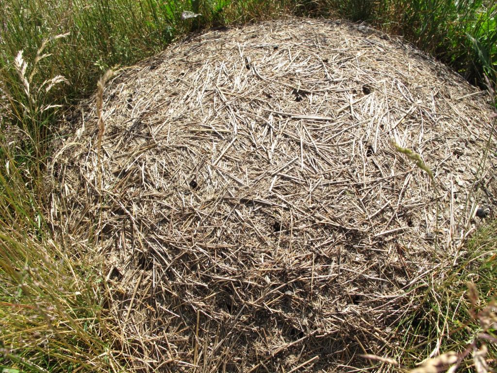 Муравейник - Закарпатье, Полонина Боржава Боржава, 5-ти дневный поход