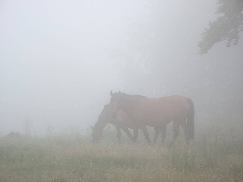 Утро. Запах молока. Туман. Лошади. - Закарпатье, Полонина Боржава Боржава, 5-ти дневный поход