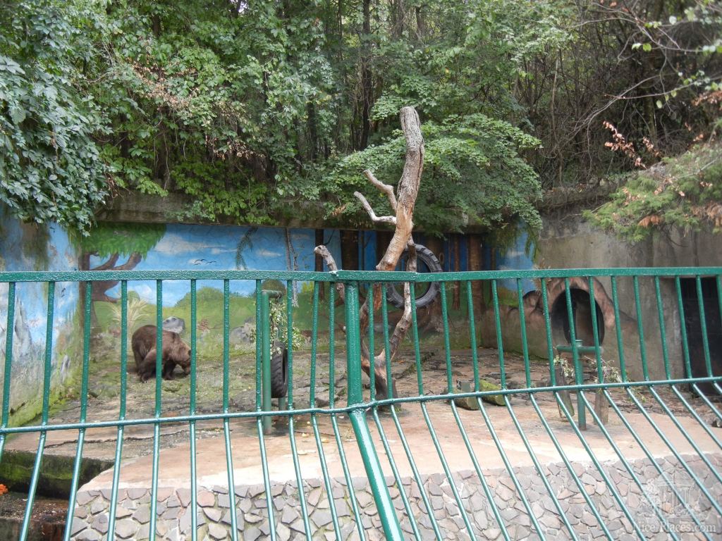 Павильон с бурым медведем - Братиславский зоопарк - взгляд на таинства природы