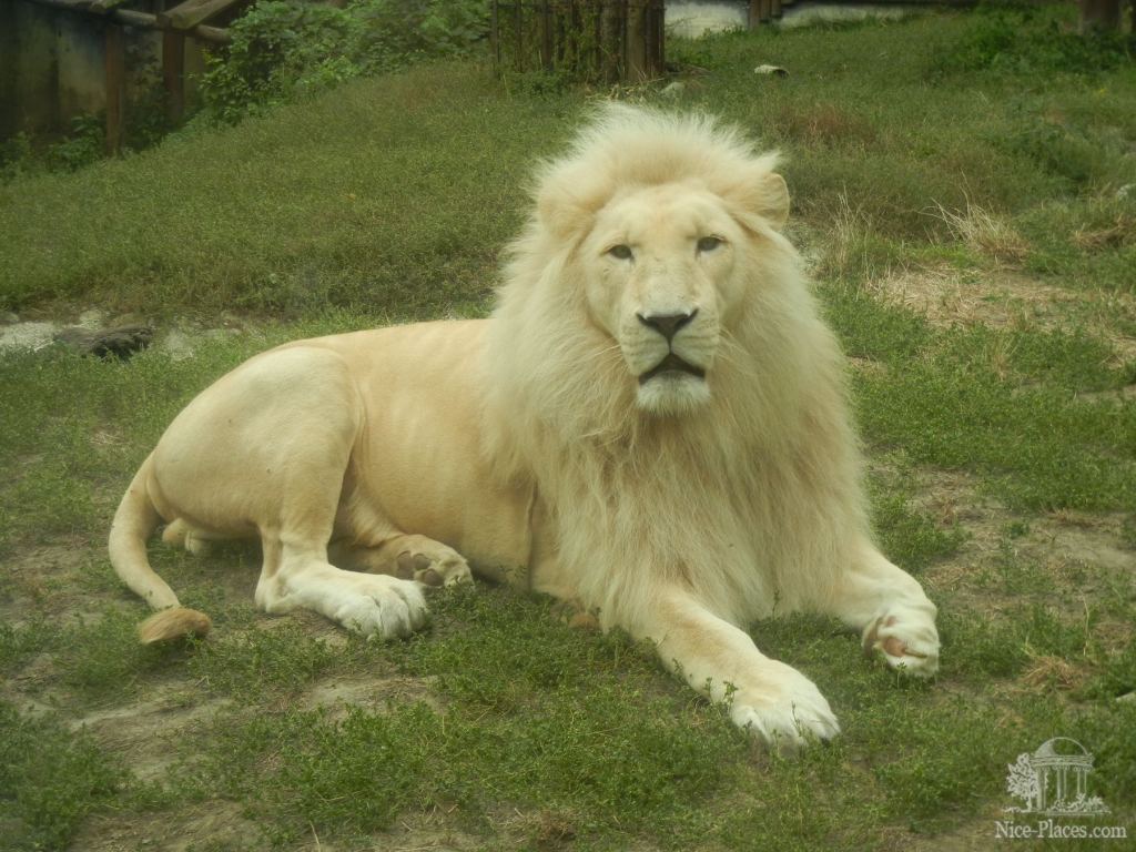 Югоафриканский лев, ныне это вымирающий вид - Братиславский зоопарк - взгляд на таинства природы