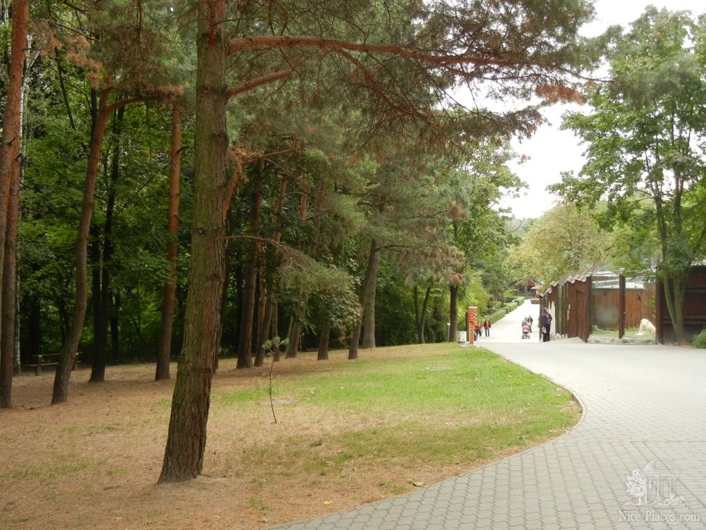 Сосновая рощица на территории зоопарка - Братиславский зоопарк - взгляд на таинства природы