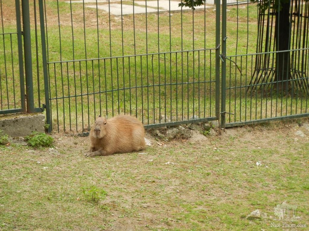 Капибара - Братиславский зоопарк - взгляд на таинства природы