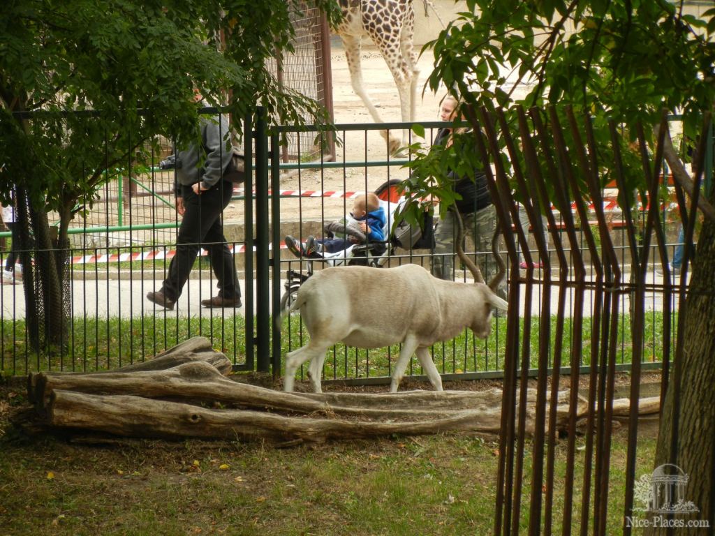 Какой-то тип антилопы - Братиславский зоопарк - взгляд на таинства природы