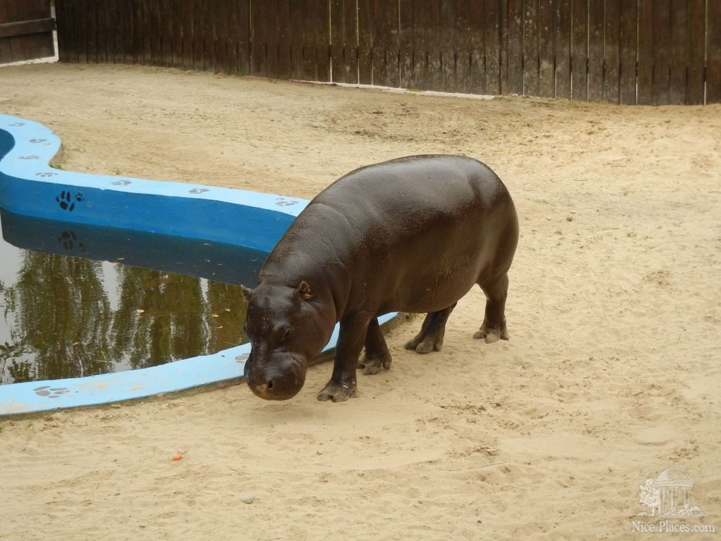 Бегемот - Братиславский зоопарк - взгляд на таинства природы