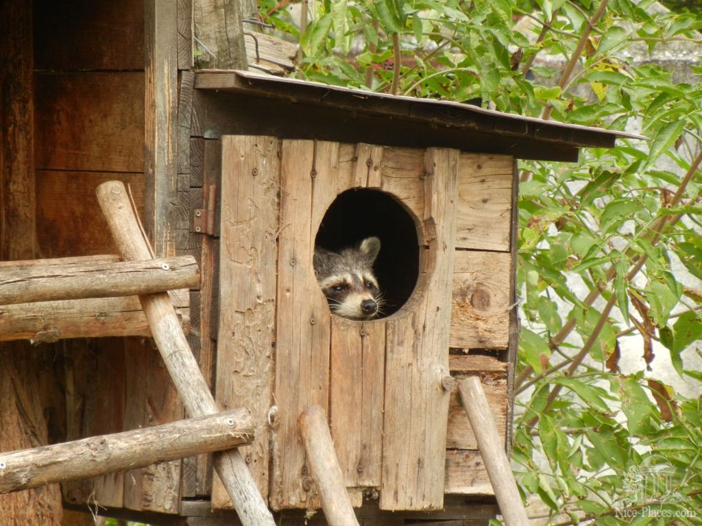Енот выглядывает из своего жилища - Братиславский зоопарк - взгляд на таинства природы